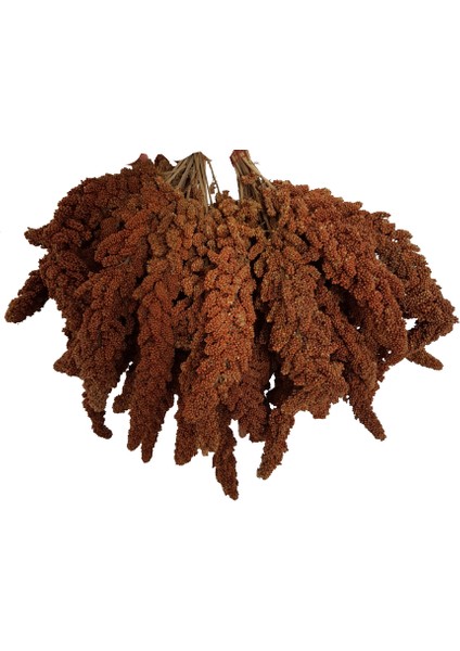 Tilki Kuyruğu Kızıl Dal Darı 250 gr