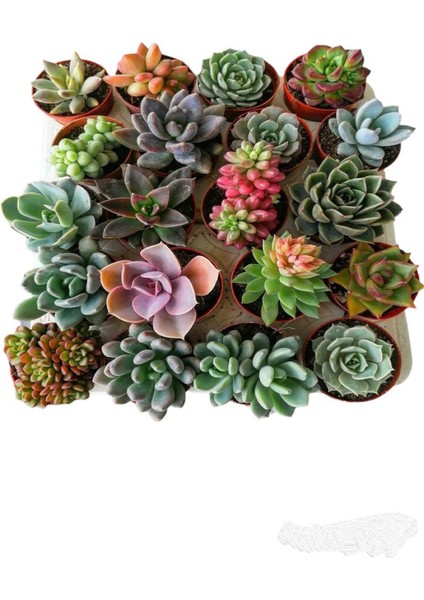 Egzotikbahçe Sukulent Seti 10 Adet Farklı Succulent Mix Dolgun Formlu Çeşit