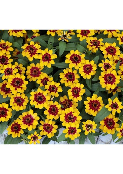 Zinnia Sarı Kırmızı Renkli - Mini Çok Çiçekli ( 8 Tohum )