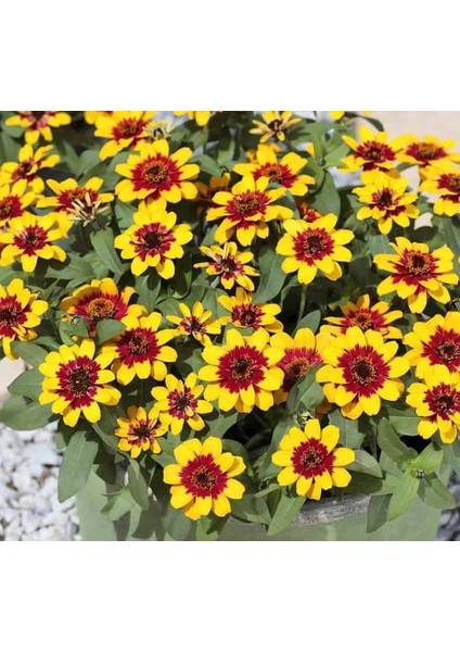 Zinnia Sarı Kırmızı Renkli - Mini Çok Çiçekli ( 8 Tohum )