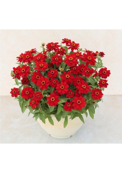 Zinnia Kırmızı Renkli - Mini Çok Çiçekli ( 8 Tohum )