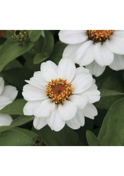 Zinnia Beyaz Renkli - Mini Çok Çiçekli ( 8 Tohum )