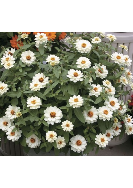 Zinnia Beyaz Renkli - Mini Çok Çiçekli ( 8 Tohum ) fiyatları