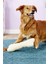 Osso Köpek Stres Dişleme Çekiştirme Yastık Oyuncağı Köpek Oyun Yastığı 2
