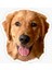 Golden Retriever Köpek Sticker Araba Oto Leptop 17CM A6 1