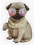 Pug Irkı Cinsi Köpek Sticker Araba Oto Leptop 17CM F4 1