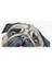 Pug Irkı Cinsi Köpek Sticker Araba Oto Leptop 17CM N7 1