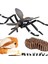 Çocuk Böcek Sivrisinek Büyüme Modeli Playset Öğrenme Biyoloji Oyuncaklar Temalı Parti (Yurt Dışından) 3