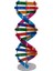 Çocuklar Dna Modeli Çift Helix Modeli Bilim Popülerlik Oyuncak Dıy Montaj (Yurt Dışından) 1