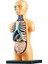 Insan Vücudu Torso Modeli Gerçekçi Meclis Eğitim Öğrenme Oyuncaklar 7+ Yaş (Yurt Dışından) 1