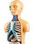 Insan Vücudu Torso Modeli Gerçekçi Meclis Eğitim Öğrenme Oyuncaklar 7+ Yaş (Yurt Dışından) 2