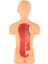 Insan Vücudu Torso Modeli Gerçekçi Meclis Eğitim Öğrenme Oyuncaklar 7+ Yaş (Yurt Dışından) 3