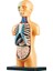 Insan Vücudu Torso Modeli Gerçekçi Meclis Eğitim Öğrenme Oyuncaklar 7+ Yaş (Yurt Dışından) 5