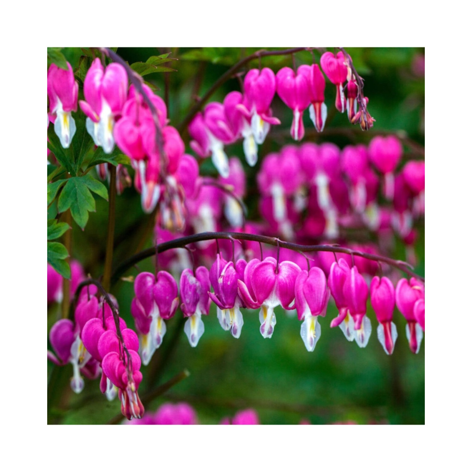 Tohum Dünyam Nadir Ithal Kanayan Kalpler Pembe Dicentra Fiyatı