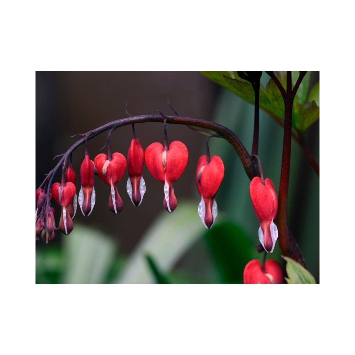 Tohum Dünyam Nadir Ithal Kanayan Kalpler Kırmızı Dicentra Fiyatı