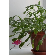 Tohum Dünyam Schlumbergera Fuchsia Yılbaşı Çiçeği Tohumu / 20 Adet Tohum