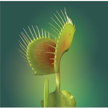 Tohum Dünyam Venus Fly Trap Tohumu 5 Adet Tohum Etçil Bitki Etobur Bitki Sinek Kapan