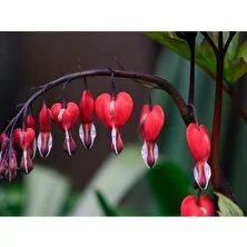 Tohum Dünyam Nadir Ithal Kanayan Kalpler Kırmızı Dicentra Çiçeği Tohumu 5 Tohum Çiçek Tohumu