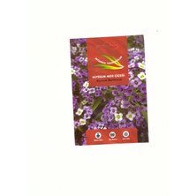 İstanbul Tohumculuk Alyssum Mor Çiçeği