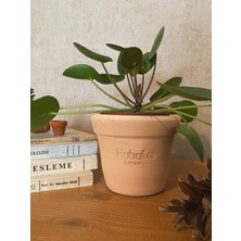 Bubulka Botanik Pilea Peperomioides / Para Çiçeği