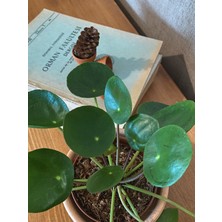 Bubulka Botanik Pilea Peperomioides / Para Çiçeği