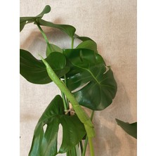 Bubulka Botanik Monstera Deliciosa / Devetabanı