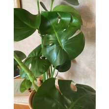 Bubulka Botanik Monstera Deliciosa / Devetabanı