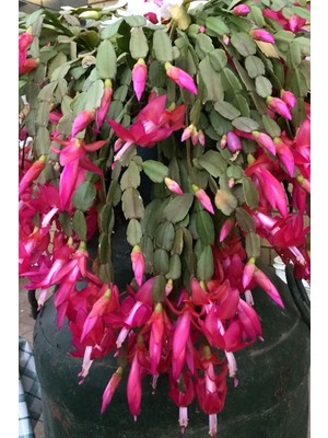 Tohum Dünyam Schlumbergera Fuchsia Yılbaşı Çiçeği Tohumu / 20 Adet Tohum