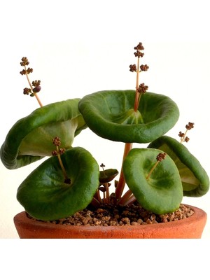 Tohum Dünyam Nadir Şemsiye Çiçeği Crassula Umbrella Tohumu / 5 Adet Tohum