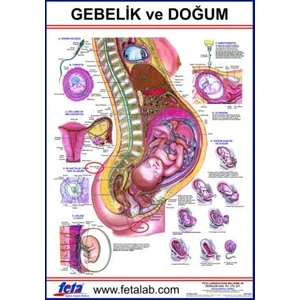 Gebelik ve Doğum Eğitim Plakası