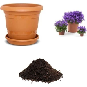 Tohum Dünyam Mor Campanula Çiçeği Tohumu Ekim Seti