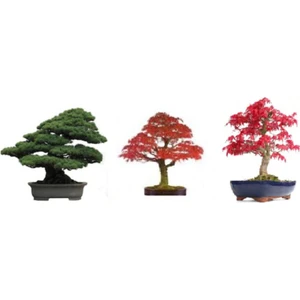 Tohum Dünyam 3'lü Bonsai Ağacı Ekim Seti Acer Rubrum Selvi Çınar Bonzai Ağacı Tohumu Kombin
