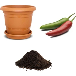 Tohum Dünyam Ithal Acı Jalapeno Biberi Tohumu Ekim Seti