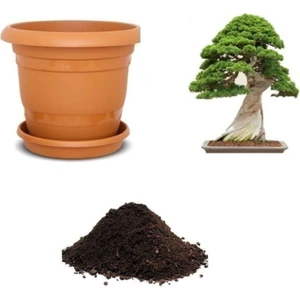 Tohum Dünyam Okaliptüs Bonzai Ağacı Tohumu Ekim Seti