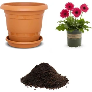 Tohum Dünyam Karışık Gerbera Çiçeği Tohumu Ekim Seti