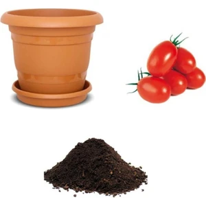 Tohum Dünyam Saksılık Zeytin Domates Tohumu Ekim Seti