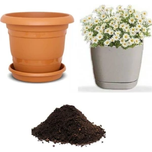 Tohum Dünyam Yayılıcı Papatya Tohumu Ekim Seti