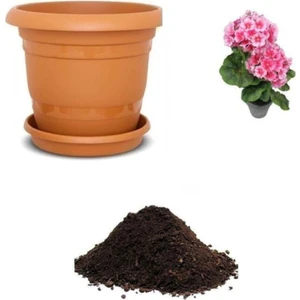 Tohum Dünyam Pembe Kadeh Çiçeği Tohumu Ekim Seti