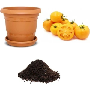 Tohum Dünyam Ithal Cherry Sarı Domates Tohumu Ekim Seti