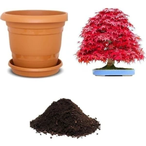 Tohum Dünyam Red Maple Bonzai Ağacı Tohumu Ekim Seti
