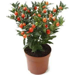 Tohum Dünyam Cherry Saksılık Domates Tohumu 10 Adet Tohum