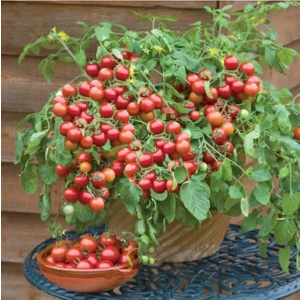 Tohum Dünyam 250 Adet Yediveren Cherry Pinpon Domates Tohumu