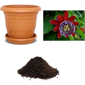 Tohum Dünyam Ithal Passiflora Quadrangularis Tohumu Ekim Seti
