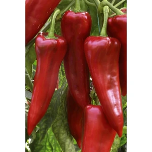 Tohum Dünyam Kırmızı Tatlı Kapya Biber Tohumu / 20+ Adet Tohum