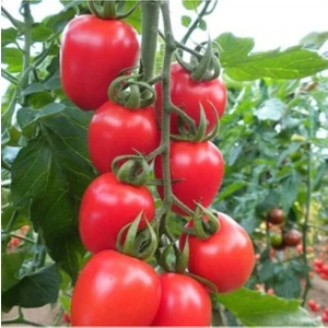 Tohum Dünyam Kokteyl Domates Tohumu / 10 Tohum