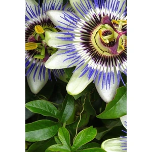 Tohum Dünyam Çarkıfelek Çiçeği, Passiflora Tohumu / 5 Adet Tohum