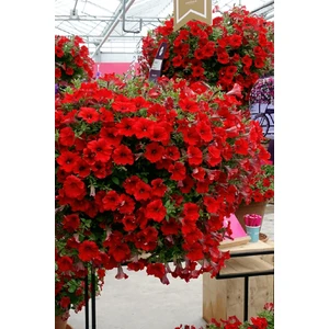 Tohum Dünyam Kırmızı Petunya Çiçeği / 20 Adet Petunya Tohumu