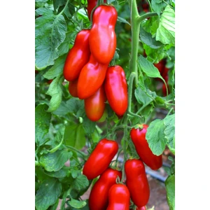 Tohum Dünyam San Marzano Domates Tohumu / 5+ Adet Tohum