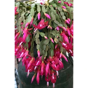 Tohum Dünyam Schlumbergera Fuchsia Yılbaşı Çiçeği Tohumu / 20 Adet Tohum
