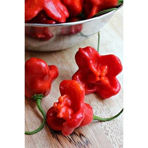 Tohum Dünyam Hafif Acı Gül Biberi Starfish Pepper Tohumu / 5+ Adet Tohum